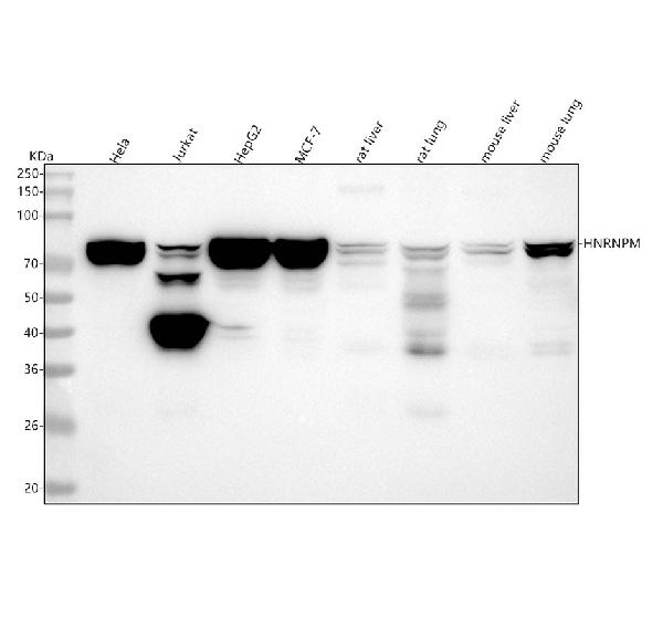 WB - Anti-HNRNPM Rabbit Monoclonal Antibody ABO16441